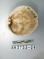 藏品(貝殼)的圖片